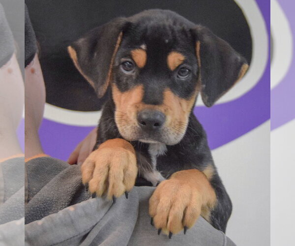 Medium Photo #5 Rottweiler-Unknown Mix Puppy For Sale in Huntley, IL, USA