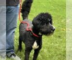 Small #6 Bearded Collie Mix