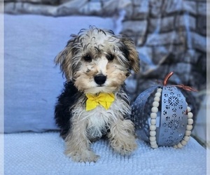 Yorkshire Terrier Puppy for sale in INDIANAPOLIS, IN, USA