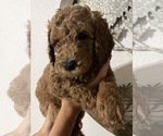 Puppy Puppy 8 Wes Goldendoodle