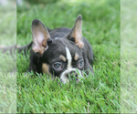 Small #1 French Bulldog