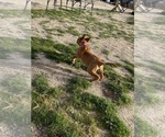 Small Photo #17 Rhodesian Ridgeback Puppy For Sale in MORONGO VALLEY, CA, USA