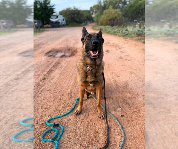 Medium Photo #7 German Shepherd Dog-Unknown Mix Puppy For Sale in Imlay City, MI, USA