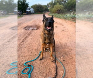Ciro - Located in Arizona - Male German Shepherd Dog-Unknown Mix Dog for Adoption - Photo #7
