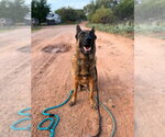 Small #6 German Shepherd Dog Mix