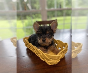 Yorkshire Terrier Puppy for sale in GREENVILLE, NC, USA
