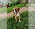Small #9 Boxer