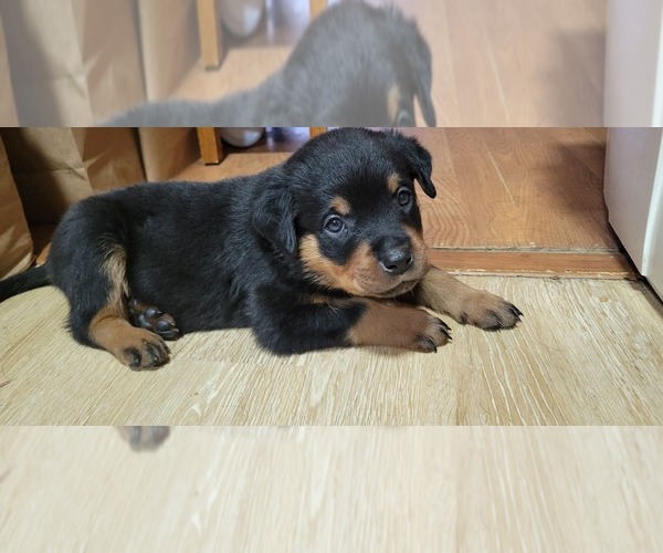 Medium Photo #1 Rottweiler Puppy For Sale in GENEVA, NY, USA