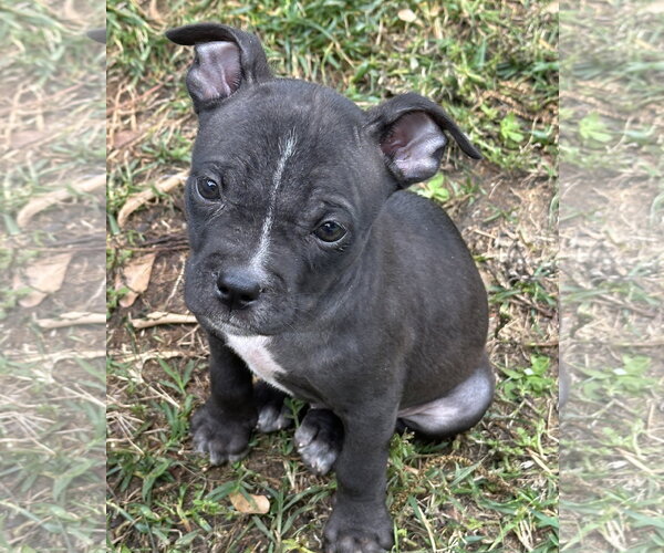 Medium Photo #8 American Staffordshire Terrier-Boston Terrier Mix Puppy For Sale in Cary, NC, USA