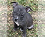 Small #7 American Staffordshire Terrier-Boston Terrier Mix