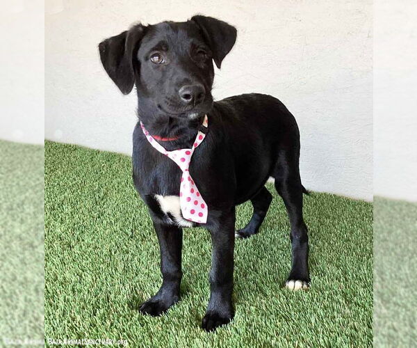 Medium Photo #2 Mutt Puppy For Sale in San Diego, CA, USA