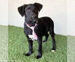 Small #1 Mutt