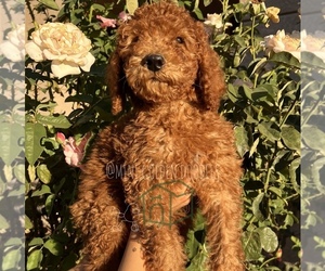 Goldendoodle Puppy for sale in RANCHO CUCAMONGA, CA, USA