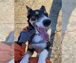 Small #11 Border Collie Mix