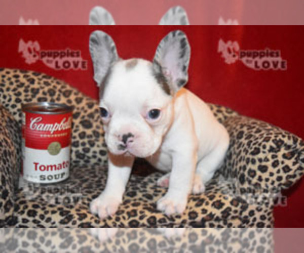 Medium Photo #2 French Bulldog Puppy For Sale in SANGER, TX, USA