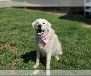 Medium Akbash-Great Pyrenees Mix