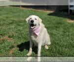 Small Akbash-Great Pyrenees Mix