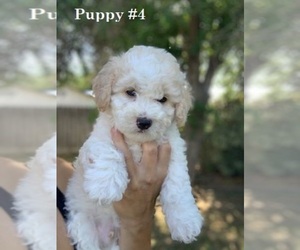 Poodle (Miniature) Puppy for sale in BAKERSFIELD, CA, USA