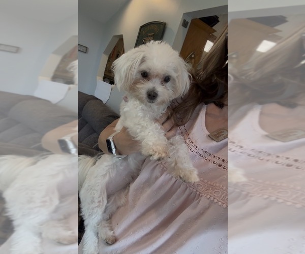 Medium Photo #2 Maltese Puppy For Sale in FENTON, MI, USA