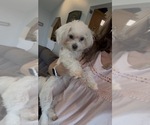 Daisy - Female Maltese Puppy for Sale - Photo #2