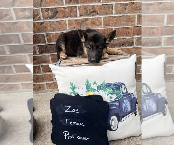 Medium Photo #13 German Shepherd Dog Puppy For Sale in MAYSVILLE, MO, USA