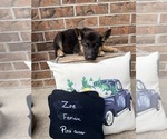 Small #12 German Shepherd Dog