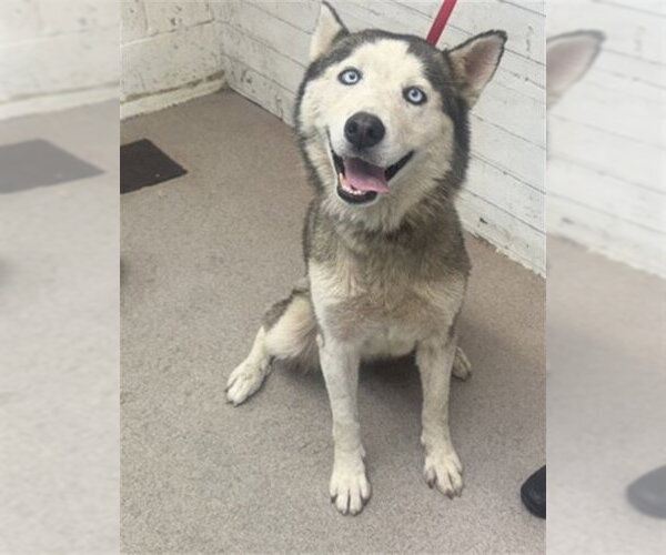 Medium Photo #1 Siberian Husky Puppy For Sale in San Bernardino, CA, USA