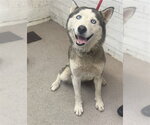 Small Siberian Husky