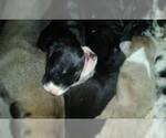 Small Photo #52 Great Dane Puppy For Sale in HOWARD CITY, MI, USA