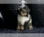Small Photo #54 Poodle (Toy) Puppy For Sale in WARSAW, IN, USA
