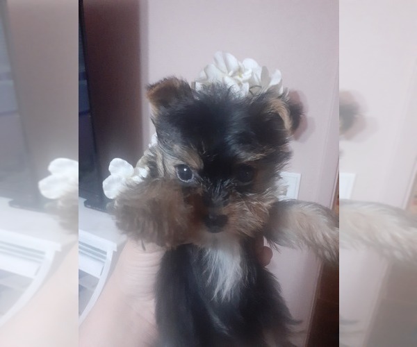 Medium Photo #2 Yorkshire Terrier Puppy For Sale in DINUBA, CA, USA