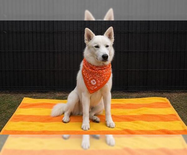 Medium Photo #2 Siberian Husky Puppy For Sale in Orange, CA, USA