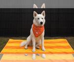Small #1 Siberian Husky