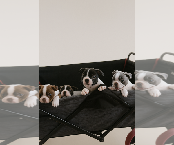 Medium Photo #5 Boston Terrier Puppy For Sale in SAN ANTONIO, TX, USA