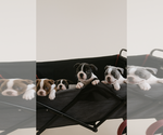 Small #4 Boston Terrier