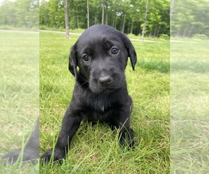 Labradinger-Labrador Retriever Mix Puppy for Sale in ATLANTIC MINE, Michigan USA
