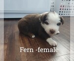 Puppy Fern Miniature Australian Shepherd