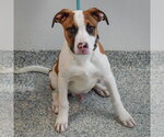 Small #4 American Staffordshire Terrier-Boxer Mix