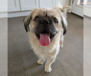 Poodle (Standard)-Pug Mix Dogs for adoption in Vail, AZ, USA