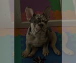 Small #1 French Bulldog