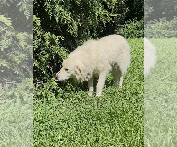 Medium Photo #3 Labrenees Puppy For Sale in Thomasville, NC, USA