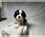 Small Photo #3 Cavalier King Charles Spaniel Puppy For Sale in BENTONVILLE, AR, USA