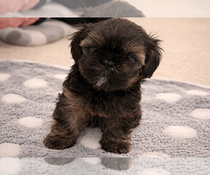 Shih Tzu-Shorkie Tzu Mix Puppy for sale in ELIZABETH, CO, USA