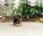 Small #2 Yorkshire Terrier