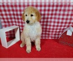 Small Photo #6 Goldendoodle-Poodle (Standard) Mix Puppy For Sale in PEYTON, CO, USA