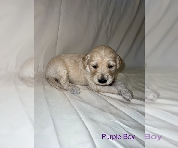 Medium Photo #4 Goldendoodle Puppy For Sale in LUMBERTON, NC, USA
