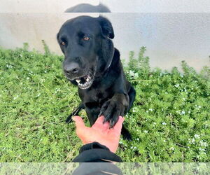 Labrador Retriever Dogs for adoption in San Diego, CA, USA