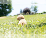 Small Photo #7 Cavapoo Puppy For Sale in WARSAW, IN, USA