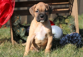 Boxer Puppy for sale in MOUNT JOY, PA, USA