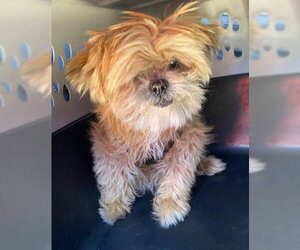 Maltese Dogs for adoption in Fort Lauderdale, FL, USA